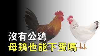 The hen does not need to mate with the rooster, so what is the role of the rooster?