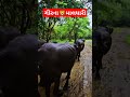 સાસણ ગીરના ખમીરવંતા માલધારી. animals girforest asiaticlion girnationalpark sasangirforest