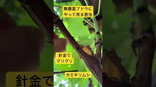 無農薬ブドウ、こんな虫が付きます　その3