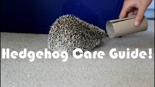 Hedgehog Care Guide!