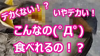 ツバメ・No.28 今日はみんなハングリー！ものすごい勢いで取り合ってます！そして例のあいつも給仕が始まりました・・・(ﾟДﾟ)＃巣作り＃産卵＃子育て＃巣立ち＃トンボ