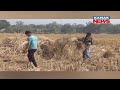 elephants destroy farmers harvest a year of hard work lost in mayurbhanj u0026 dhenkanal