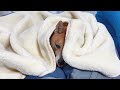 柴犬おーじろう☆ぬくぬく毛布から出たくない柴犬 cute shibainu wants to stay in a blanket