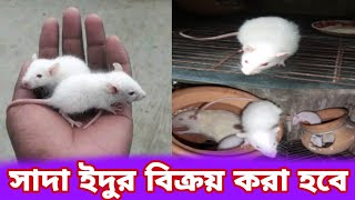 সাদা অ্যালবিনো ইঁদুর বিক্রয় করা হবে | সাদা ইদুর পালন | বিলাতি ইঁদুর | EM VLOG BD | White Rat