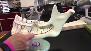 Mouth and Tooth Model - Digestive System