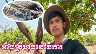 មកចំការជំរះល្បាស់ស្វាយចន្ទីម៉ោងបាយដាក់ម៉ាឆ្ងាញ់បងប្អូន