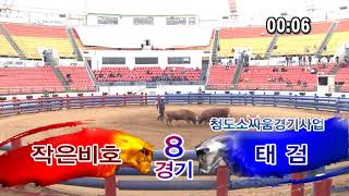 [청도소싸움]레전드 싸움소 태검 데뷔전_19.04.13 @khs_pr @ufc