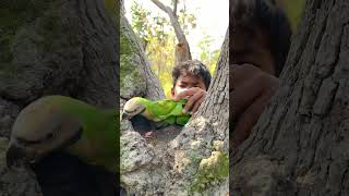 A Surprising Young Man When He Saw Parrots part 02. #treekangaroos #rockhoppers #bird #wildbirds