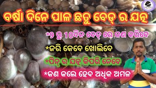 ବର୍ଷା ଦିନେ ପାଳ ଛତୁ ବେଡ୍ ର ଯତ୍ନ ।।How we manage our mushroom bed in rainy season