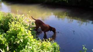 Gordie Exploring