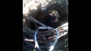 Awalnya Mau Nengok Sarang Burung Emprit Di Sawah Ternyata Ada