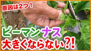 Tips for growing bell peppers and eggplants taught by Japanese farmers !