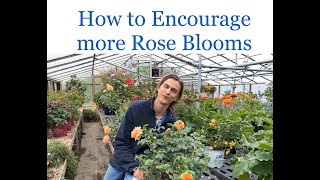 Quick Tip On Getting More Rose Blooms
