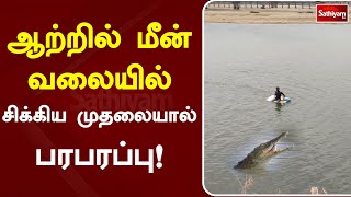 ஆற்றில் மீன்வலையில் சிக்கிய முதலையால் பரபரப்பு!! | SathiyamTV