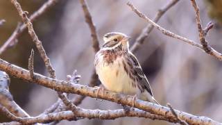 ムビる08311 今日のカシラダカ♀ kashiradaka