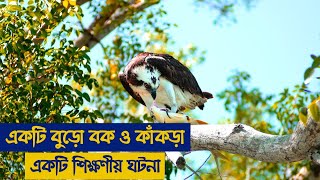 একটি বুড়ো বক ও একটি কাঁকড়া্র গল্প || শিক্ষণীয় ঘটনা || Moral story bangla || Pankouri News || Bangla