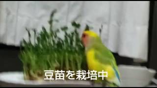 コザクラインコ  チェリー松＊豆苗を食べる＊美味しいのかい？