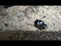 Western Dung Beetle, Cooleenup Island