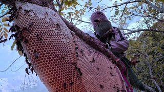 খাটি মধু চেনার উপায় জানেন? || খাটি মধু কোথায় পাওয়া যায় || Honey harvest bangla