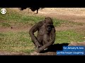 WEB EXTRA: Gorillas At San Diego Zoo Test Positive For COVID-19