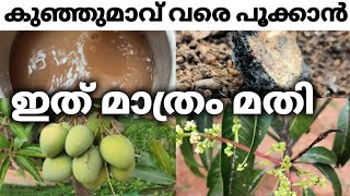 ചുവട്ടിൽ ഒഴിച്ചാൽ മതി മാവ് പ്ലാവ് പെട്ടന്ന്  കായിക്കാൻ l mavu poookkan Malayalam Tips