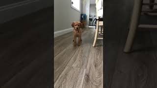 Cute Mini Goldendoodle Puppy Barking at Camera