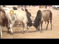 Garissa herders say their business affected by bad roads