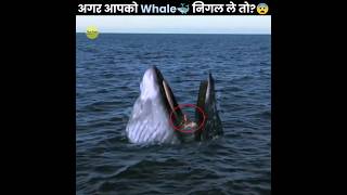 क्या होगा अगर आपको Whale🐳 निगल ले? 😰 | What If a Whale Swallowed You | The Fact | #shorts #ytshorts