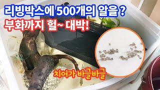 리빙박스에 500개의 알을? 낳았어요~ 엔젤치어가 바글바글 헐 대박!