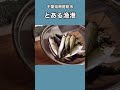 熟年夫婦でもできるアジング　 shorts アジング fishing