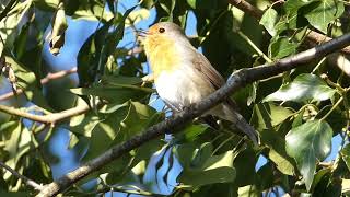 Rotkehlchen im Baum #birds #birdwatching #nature #wildlife