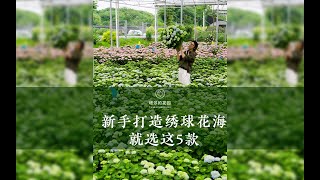 新手打造绣球花海，就选这5款