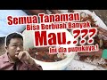 MAU TANAMANMU BERBUAH BANYAK? TUTORIAL BAGAIMANA MEMBUAT PUPUK ORGANIK CAIR FASE GENERATIF