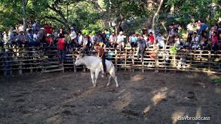 Fiestas con Jaripeo en la Huasteca Veracruzana