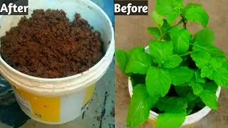 Steam cuttings to grow mint at home | పుదీనా పెంచుకోవడం చాలా ఈజీ