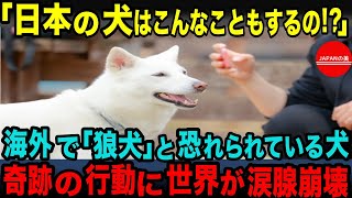 【海外の反応】「日本犬ヤバイ！？」紀州犬が起こした衝撃の行動に全世界が涙腺崩壊