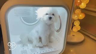 Transform into Smart Pet Drying with Drybo Plus #petgrooming #petcare #petlover #pet #homerunpet