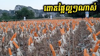 បច្ចេកទេសល្អ ! ដាំពោតក្រហមបានផលច្រើន | how to growing corn | sarak eating tv