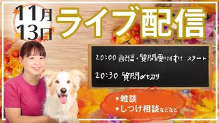 定例ライブ　しつけや雑談！11月13日　今日は20時からです！！