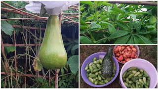 Shoker Bagan UK 2021 || Harvesting Bottle Gourd \u0026 Other Vegetables