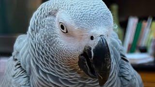 A few minutes with Symon the African Grey Talking Parrot🦜#talkingparrot #africangrey #birds #pets