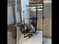 Check out This Catio!