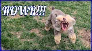 Fritzi The Air Eating Monster / Mini Schnauzer vs Shop Vac