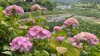 2022/06/05　見頃です！　稲積癒しの里山の花菖蒲園　その４　〜愛媛県大洲市〜