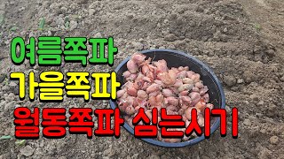 여름,가을 쪽파 심는시기 ✔추석이 낀 달에 쪽파를 드실려면 지금 빨리 심으세요📍쪽파씨앗 심는방법 ➡️쪽파 상단은 잘라 주세요