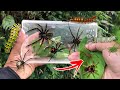 i found Javanese tarantula‼️catch tarantula, weaver spider, spiny caterpillar, katydid, beetle