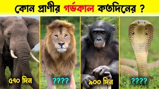 কোন প্রাণীর গর্ভকাল কত দিনের ? Animal Pregnancy Period Comparison