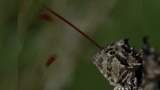 The Horned Lizard's Bloody Defense