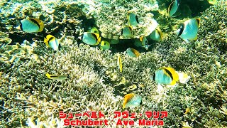 ４ｋ 「サンゴ礁と熱帯魚 - サンゴの白化  July/31」「Coral reef and tropical fish - Coral bleaching July/31」