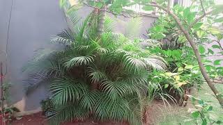 A #criação é a #Natureza de #Deus #Jardim da minha #Casa